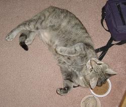 Hobbes Cat